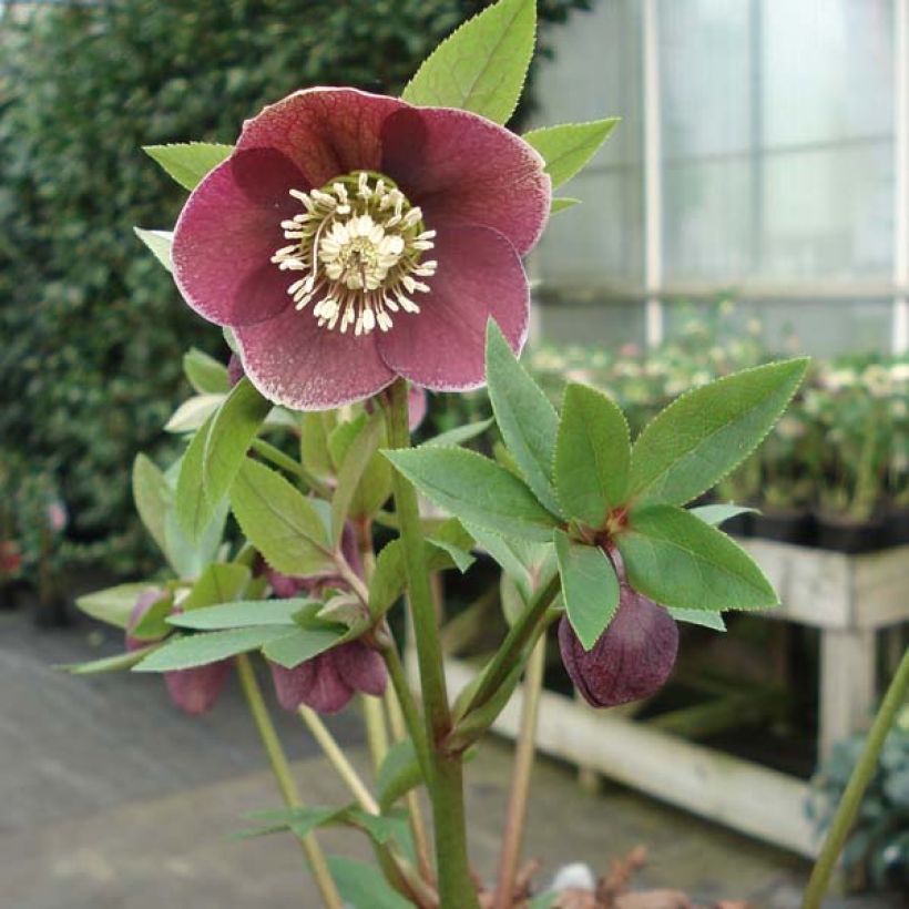 Helleborus Aubergine (Plant habit)