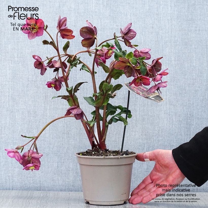 Helleborus Ice N' Roses Marbled Red - Hellebore 2L/3L pot sample as delivered in spring