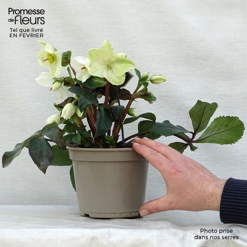 Helleborus HGC Ice N Roses White 2L/3L pot sample as delivered in winter