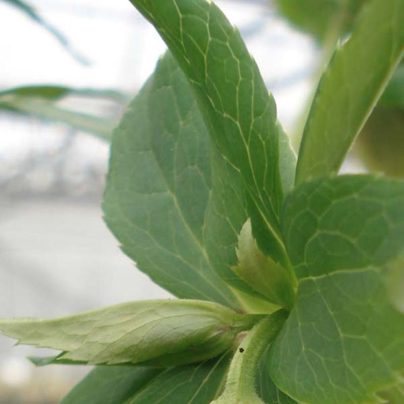 Helleborus hybridus Yellow Spotted (Foliage)