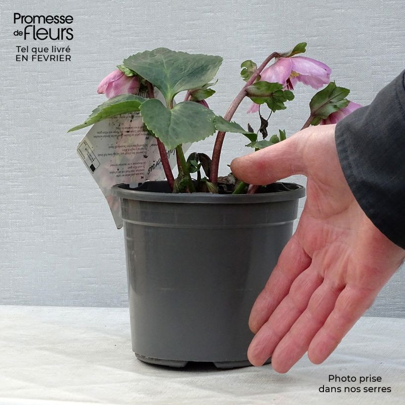 Helleborus Madame Lemonnier 2L/3L pot sample as delivered in winter