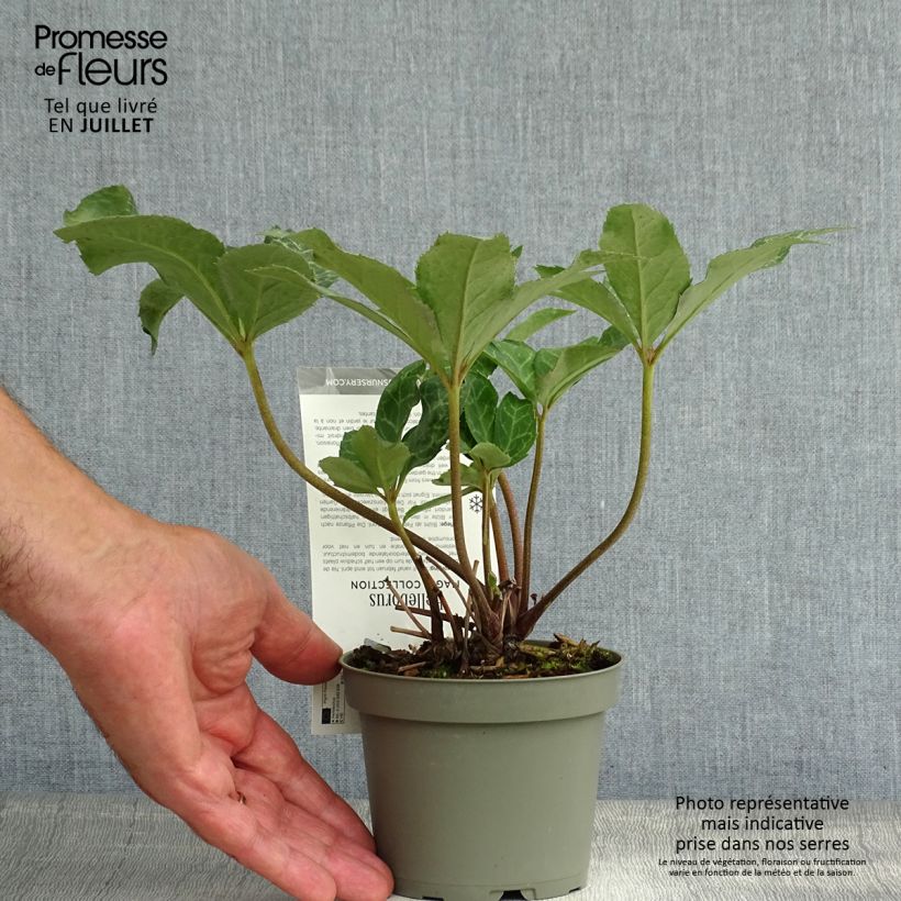 Helleborus ericsmithii Magic Leaves 10cm/11cm pot sample as delivered in summer