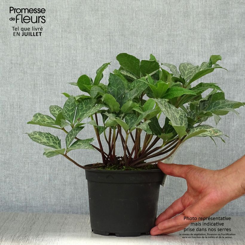 Helleborus ericsmithii Magic Leaves 2L/3L pot sample as delivered in summer