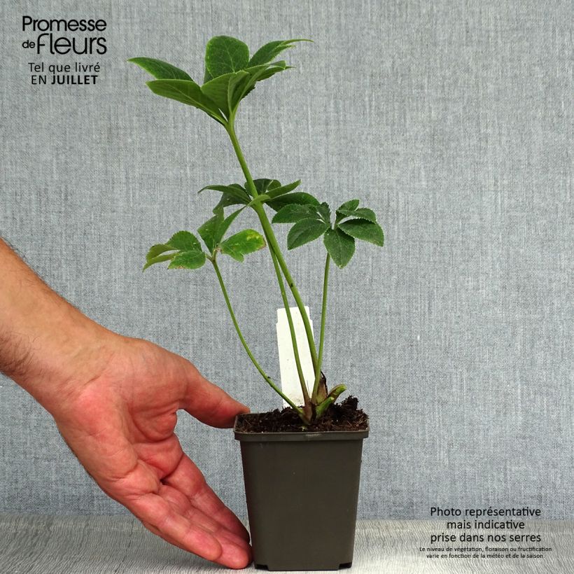 Helleborus x hybridus Mix - Hellebore sample as delivered in summer