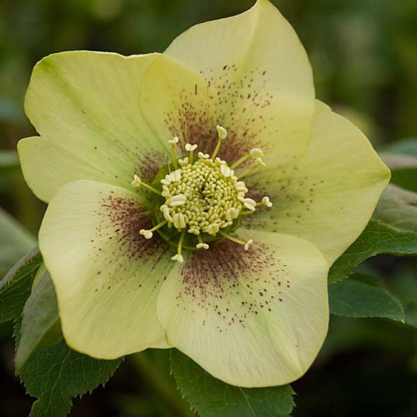 Helleborus hybridus Yellow Spotted (Flowering)