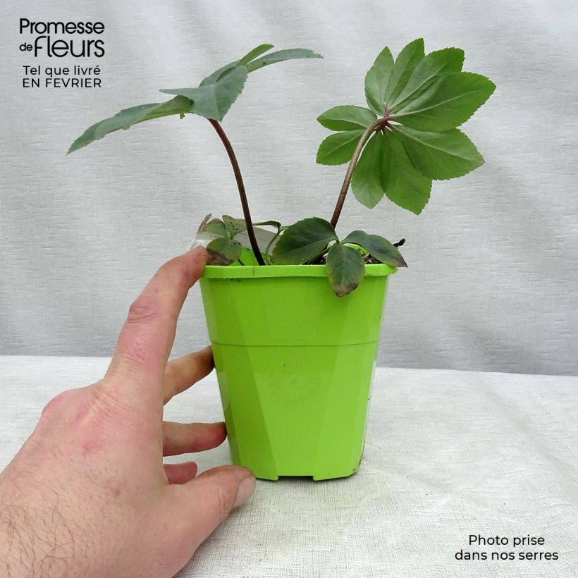 Helleborus Walbertons Rosemary 1L/1.5L pot sample as delivered in winter