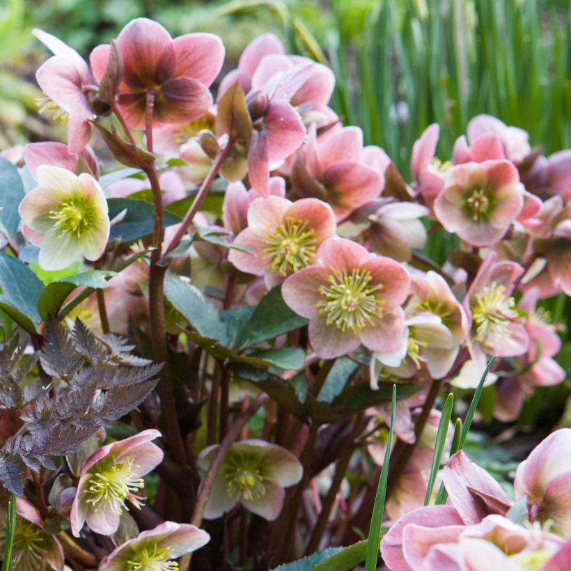 Helleborus ballardiae MAESTRO - Hellebore (Flowering)