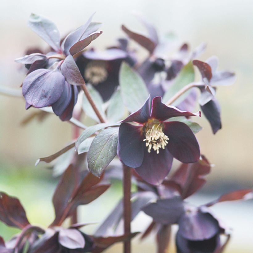 Helleborus hybridus Black Chocolate (Flowering)