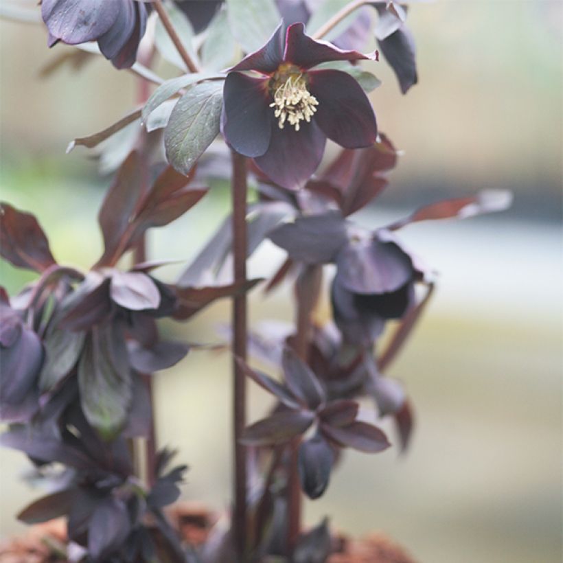 Helleborus hybridus Black Chocolate (Plant habit)