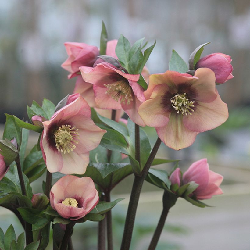 Helleborus hybridus Peach with Red Centre (Flowering)