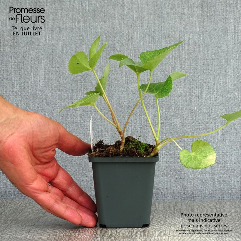 Helleborus argutifolius 8/9 cm pot sample as delivered in summer
