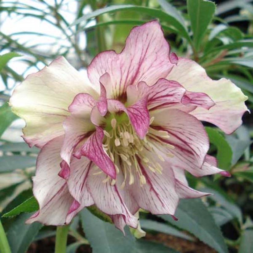 Helleborus hybridus Double Picotee (Flowering)