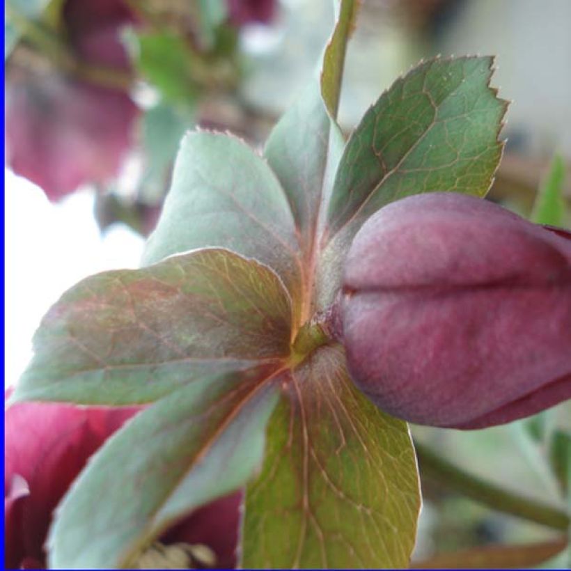 Helleborus hybridus double red (Foliage)