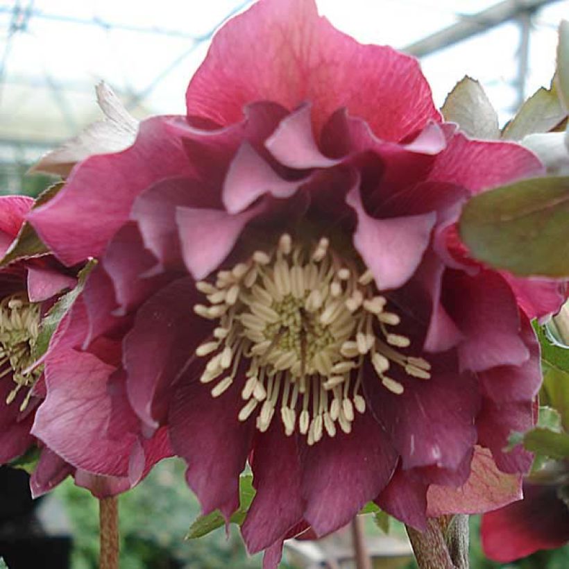 Helleborus hybridus double red (Flowering)