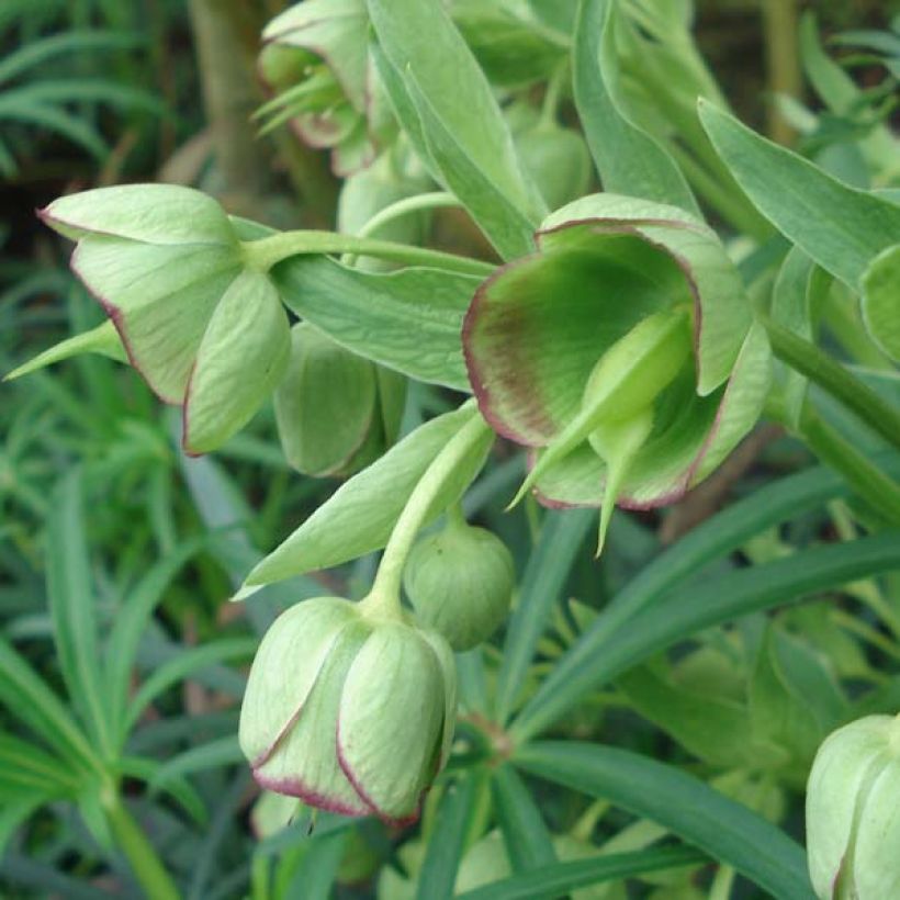 Helleborus foetidus - Stinking hellebore (Flowering)