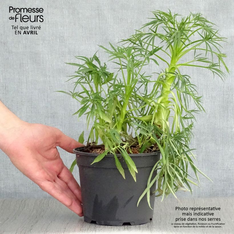 Helleborus foetidus Bowless Form 2L/3L pot sample as delivered in spring