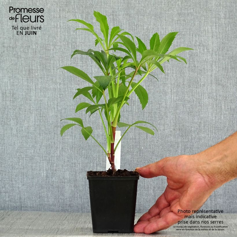 Helleborus foetidus - Stinking hellebore 8/9 cm pot sample as delivered in summer