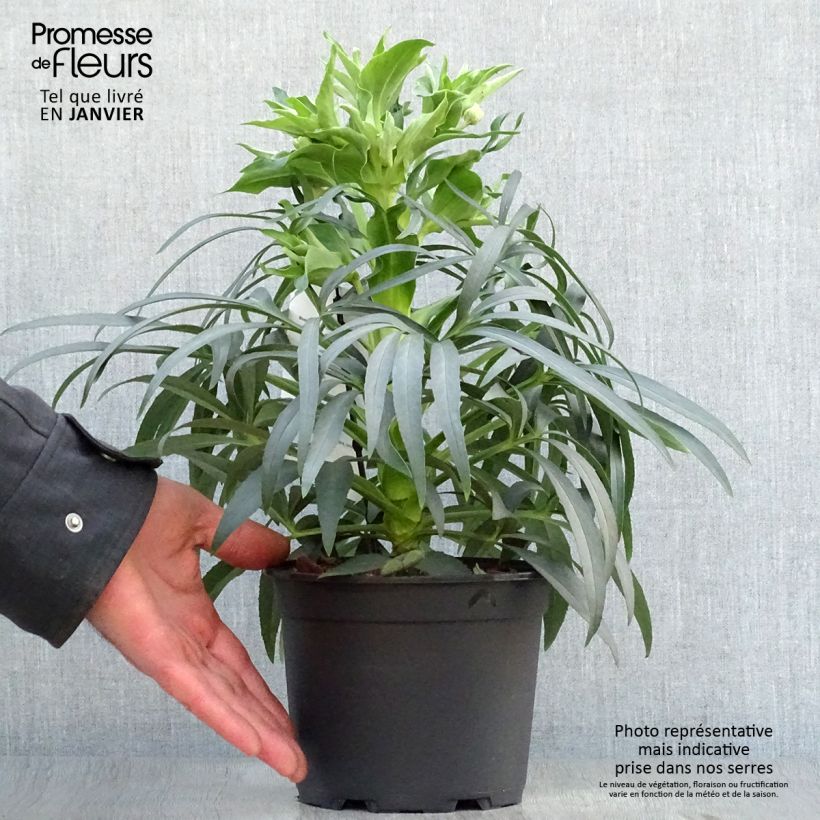 Helleborus foetidus Sopron 2L/3L pot sample as delivered in winter
