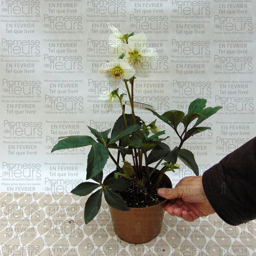 Example of Helleborus x lemonnierae 'HGC Paradenia' 2L/3L pot specimen as delivered
