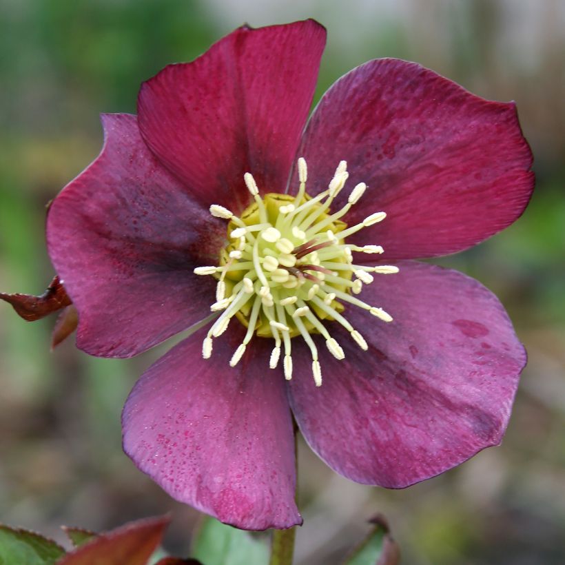 Helleborus hybridus Metallic Blue (Flowering)
