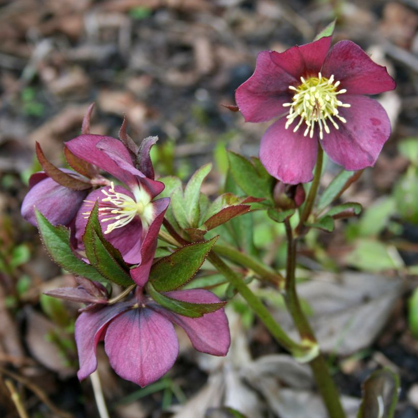 Helleborus hybridus Metallic Blue (Plant habit)