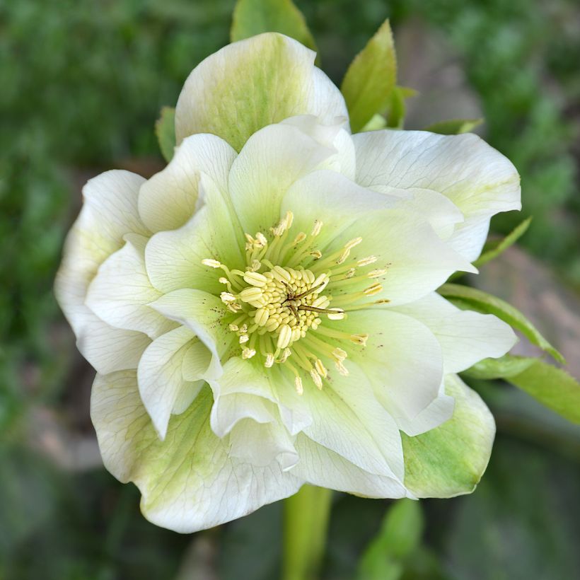 Helleborus hybridus Mrs Betty Ranicar (Flowering)