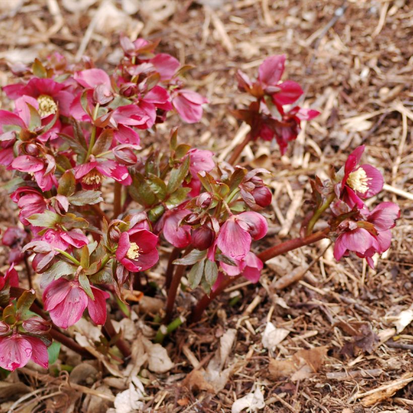 Helleborus Vesta - Hellebore (Plant habit)