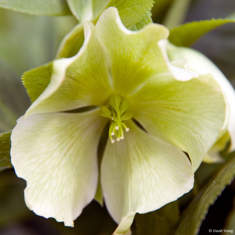 Helleborus hybridus Yellow Lady (Flowering)