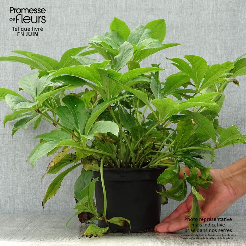 Helleborus HGC Lenia 2L/3L pot sample as delivered in summer