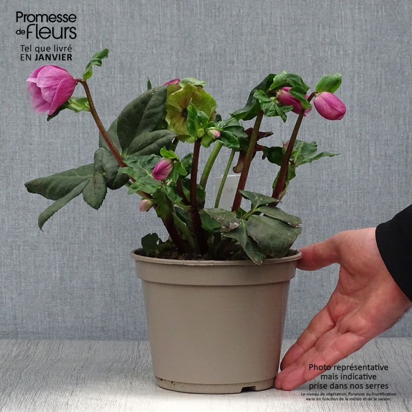 Helleborus lemperii Lulu 2L/3L pot sample as delivered in winter