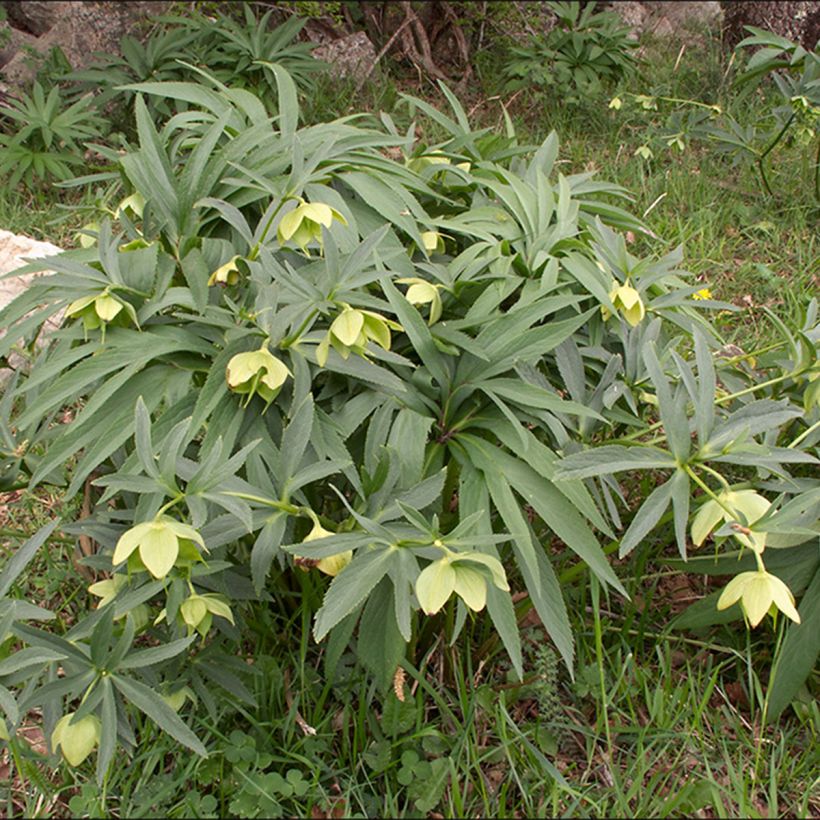 Helleborus multifidus (Plant habit)