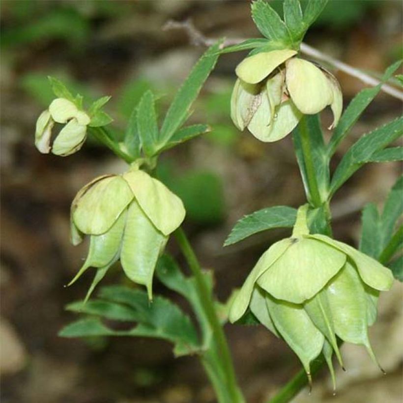 Helleborus multifidus subsp. bocconei (Flowering)