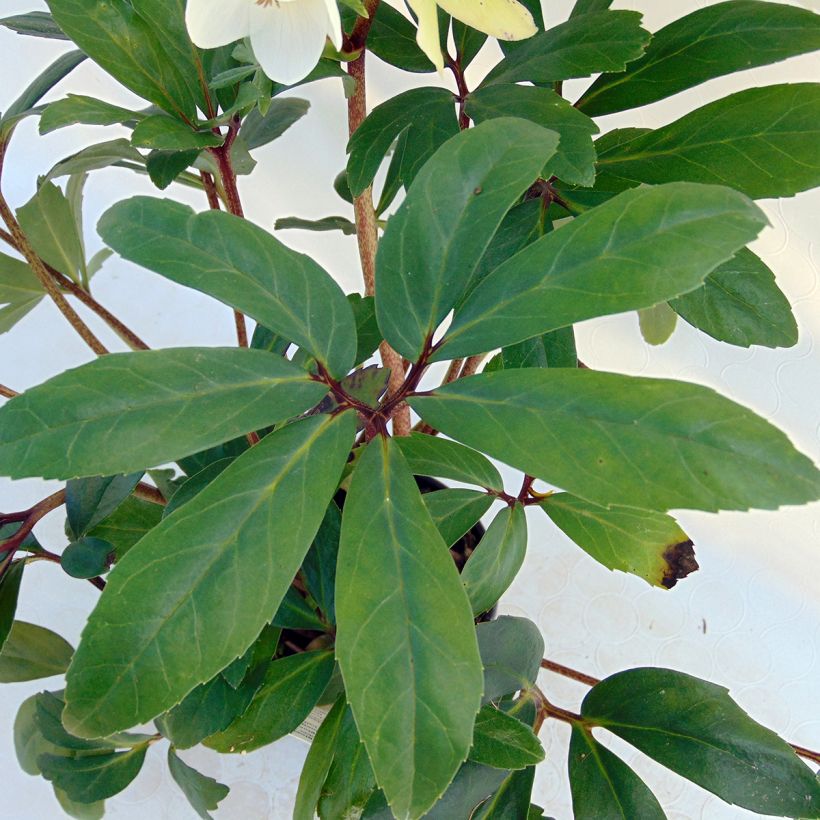 Helleborus niger - Christmas Rose (Foliage)