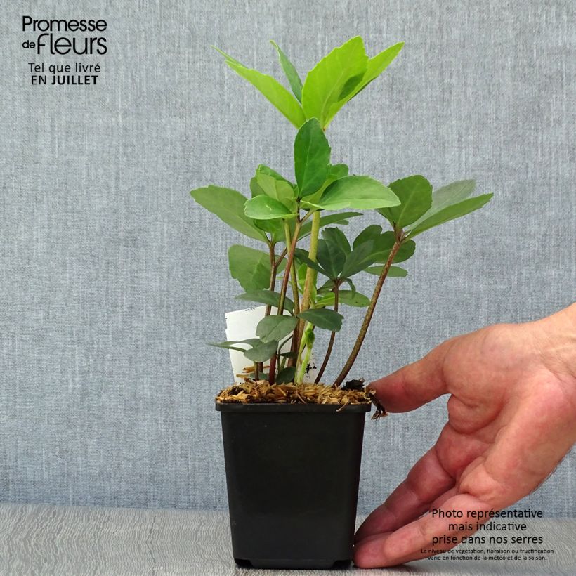 Helleborus niger - Christmas Rose 8/9 cm pot sample as delivered in summer