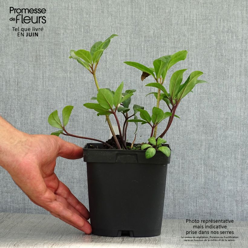 Helleborus niger - Christmas Rose 2L/3L pot sample as delivered in summer