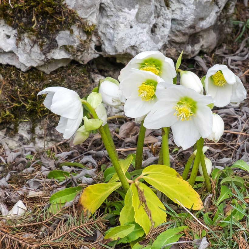 Helleborus niger subsp. macranthus - Christmas Rose (Plant habit)