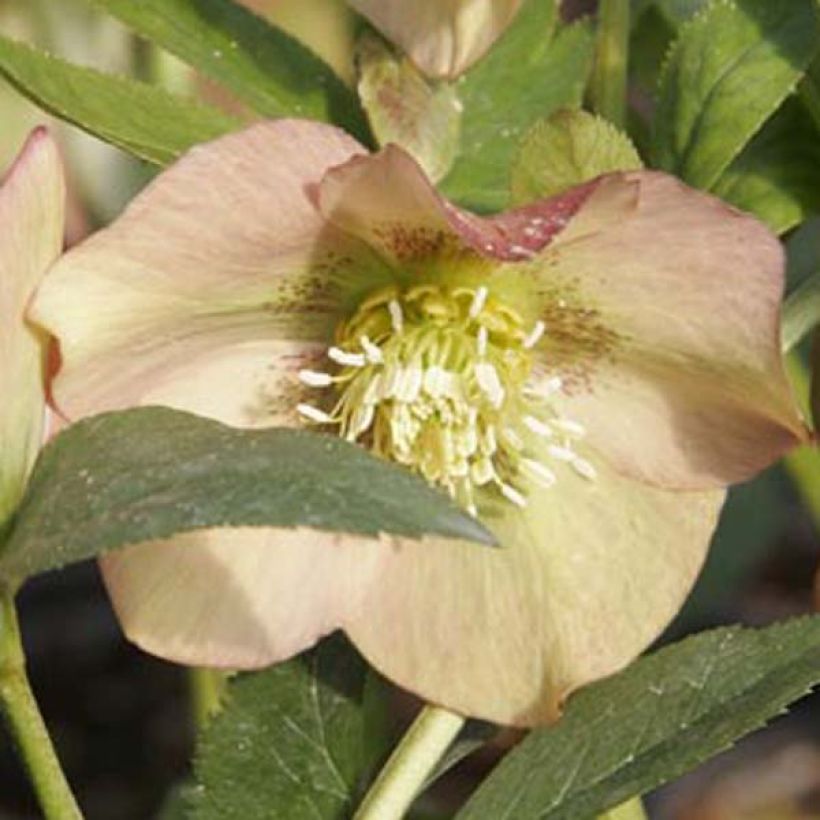 Helleborus nigercors Candy Love (Flowering)