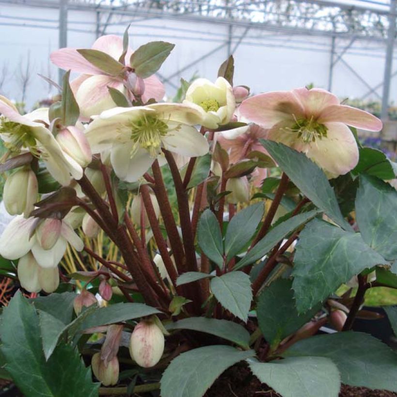 Helleborus nigercors Candy Love (Plant habit)