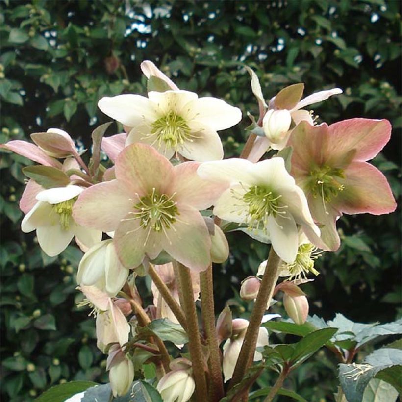 Helleborus x nigercors Emma (Flowering)