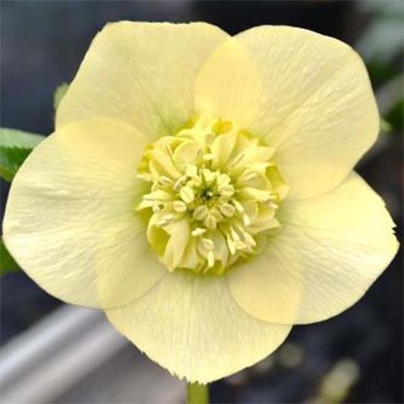 Helleborus hybridus anemone-centred yellow (Flowering)