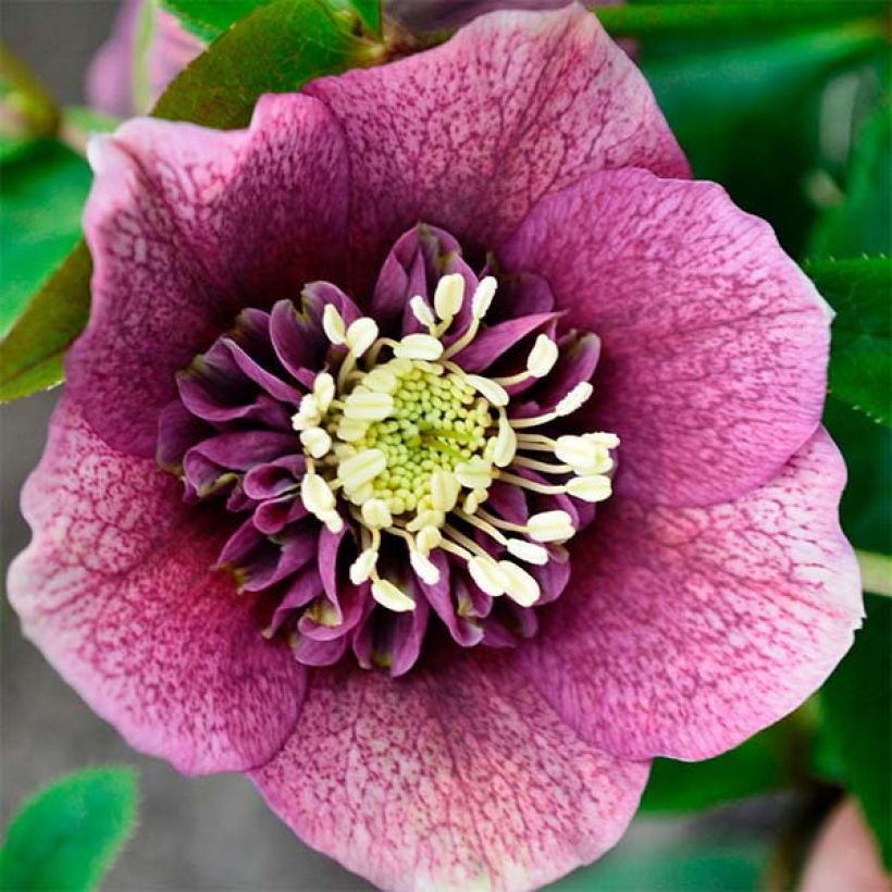 Helleborus hybridus anemone red (Flowering)