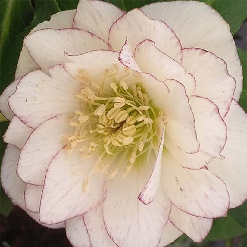 Helleborus hybridus Double White Red/Purple Edge (Flowering)