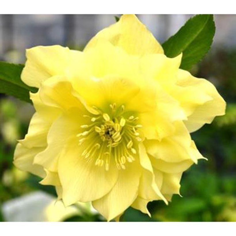 Helleborus hybridus Double Yellow (Flowering)