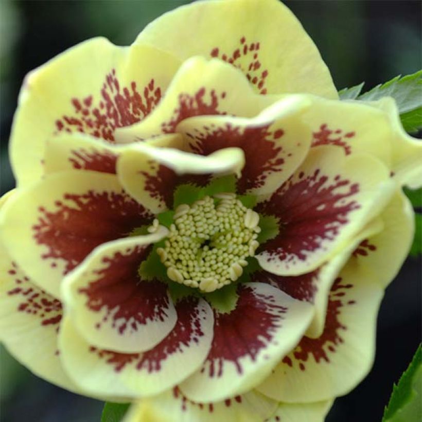 Helleborus hybridus Double Yellow Spotted (Flowering)