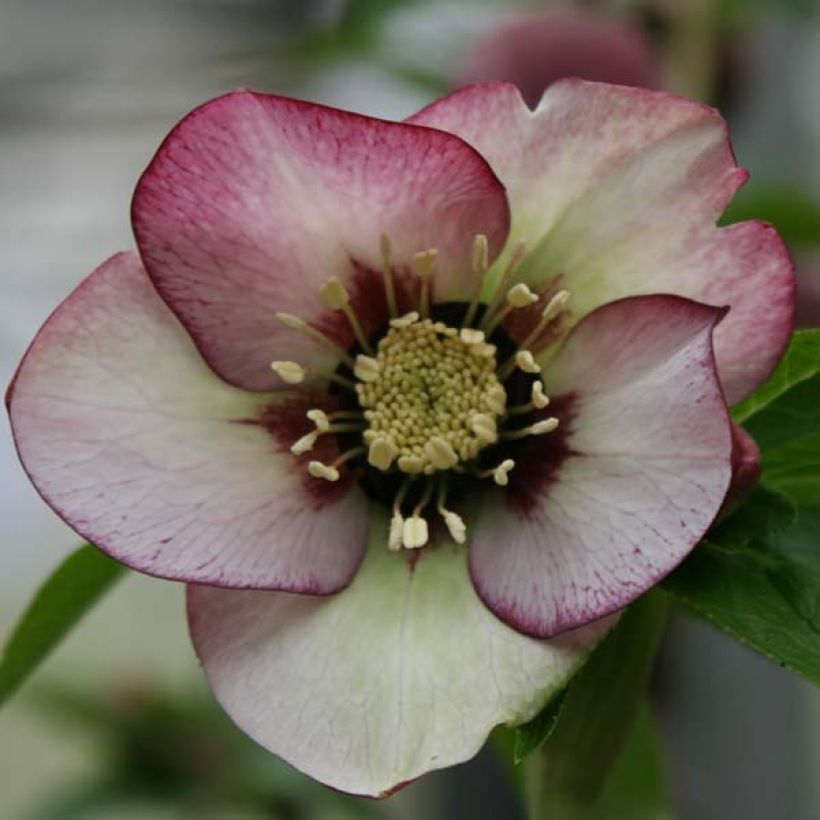 Helleborus orientalis Picotee (Flowering)