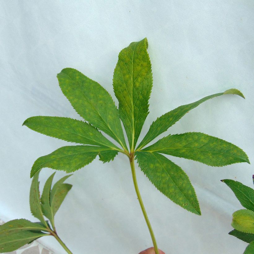 Helleborus hybridus Anemone Apricot (Foliage)