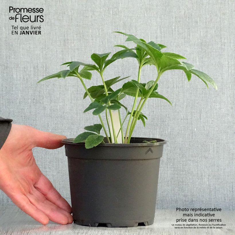 Helleborus hybridus Anemone Apricot 2L/3L pot sample as delivered in winter