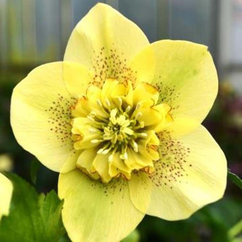 Helleborus x hybridus Anemone-centred Yellow Guttatus (Flowering)