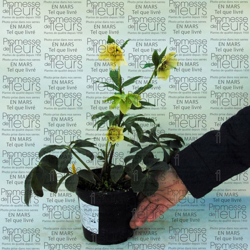 Example of Helleborus x hybridus Anemone-centred Yellow Guttatus 2L/3L pot specimen as delivered