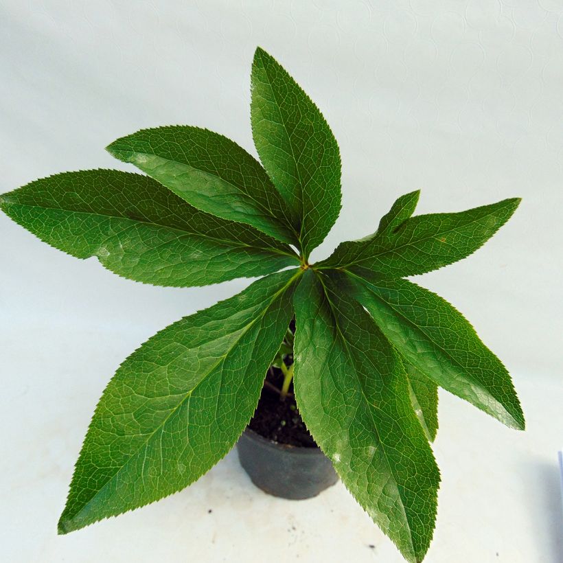 Helleborus hybridus Anemone Black (Foliage)